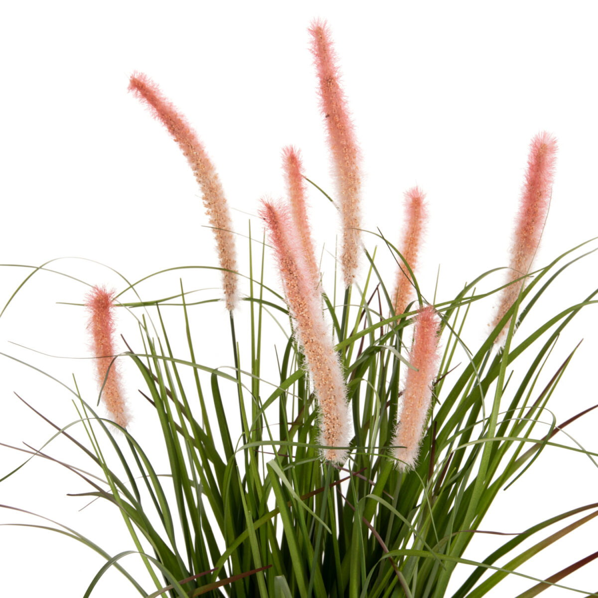 ΔΙΑΚΟΣΜΗΤΙΚΟ ΣΥΝΘΕΤΙΚΟ ΦΥΤΟ LH10.4029 BRISTLEGRASS ΣΕ ΓΛΑΣΤΡΑ Φ14,5x13-62Yεκ. - Image 3
