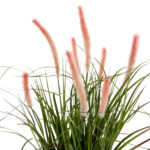 ΔΙΑΚΟΣΜΗΤΙΚΟ ΣΥΝΘΕΤΙΚΟ ΦΥΤΟ LH10.4029 BRISTLEGRASS ΣΕ ΓΛΑΣΤΡΑ Φ14,5x13-62Yεκ. - Image 3