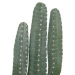 ΔΙΑΚΟΣΜΗΤΙΚΟ ΣΥΝΘΕΤΙΚΟ ΦΥΤΟ LH10.4742 ΚΑΚΤΟΣ ΜΕ ΓΛΑΣΤΡΑ 17,5x26x103Υεκ. - Image 4